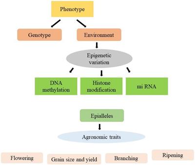 Epigenetics and its role in effecting agronomical traits